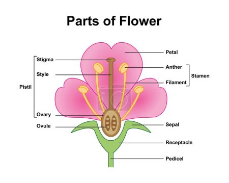 Téléchargez les photos : Conception scientifique de l'anatomie des fleurs, illustration. - en image libre de droit