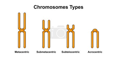 Tipos de cromosomas, ilustración colorida..