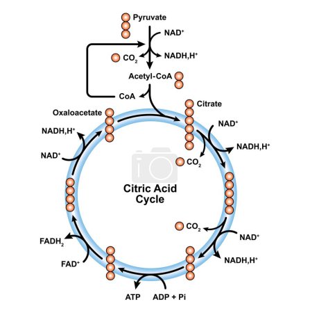 Conception scientifique du cycle de l'acide citrique, illustration.