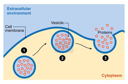Téléchargez les photos : Cellule d'exocytose, illustration colorée. - en image libre de droit