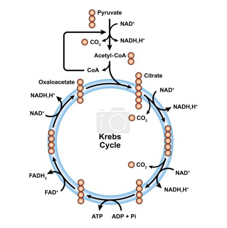 Photo for Scientific designing of Citric acid cycle, illustration. - Royalty Free Image