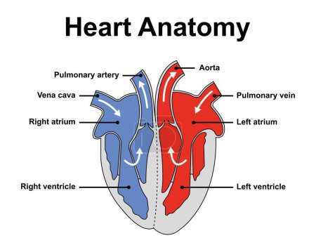 Scientific designing of Heart anatomy, illustration.