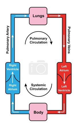 Téléchargez les photos : Illustration simple du système de circulation sanguine, illustration. - en image libre de droit