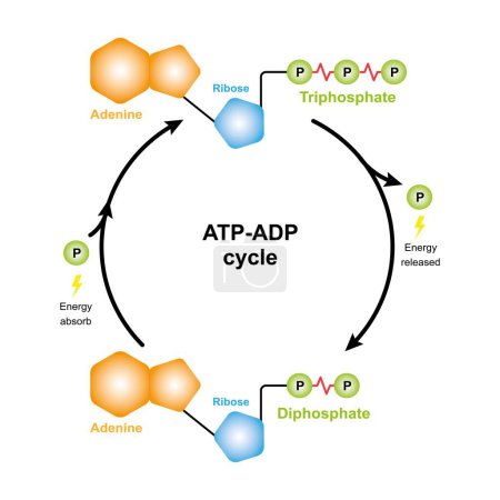 Diseño científico del ciclo ATP-ADP, ilustración.