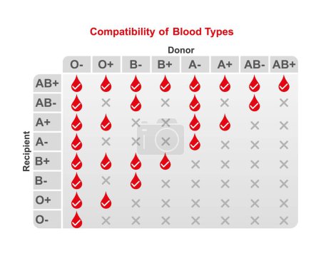 ABO blood type compatibility, illustration.