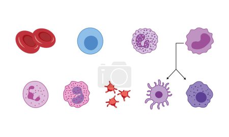Foto de Tipos de células sanguíneas, ilustración. - Imagen libre de derechos