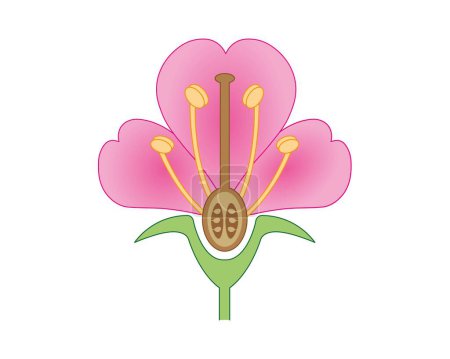 Diseño científico de la anatomía de la flor, ilustración.
