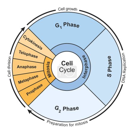 Cell cycle, colorful illustration.