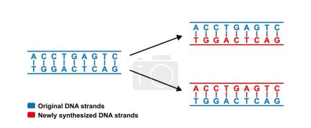 Conception scientifique de la réplication semi-servative de l'ADN, illustration.