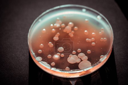 Photo for Close up view of microorganisms in petri dish. - Royalty Free Image
