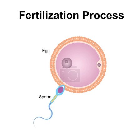 Conception scientifique du processus de fertilisation, illustration.