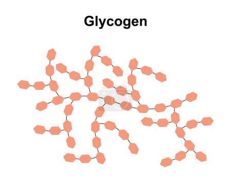 Wissenschaftliche Gestaltung des Glykogen-Zuckermoleküls, Illustration.