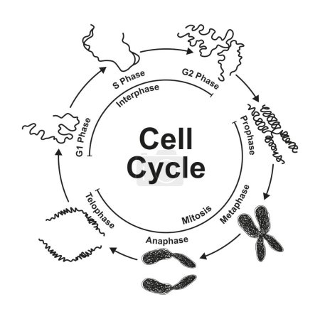 Cell cycle, black and white illustration.