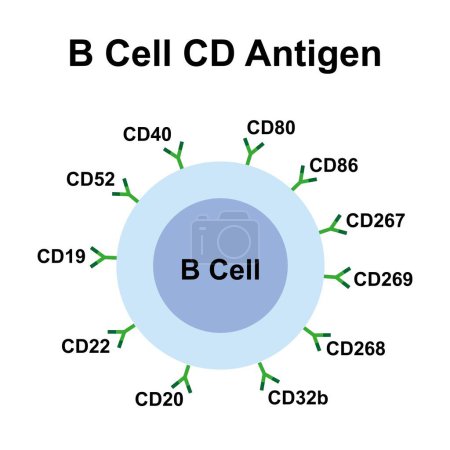 B cell CD antigen, illustration.