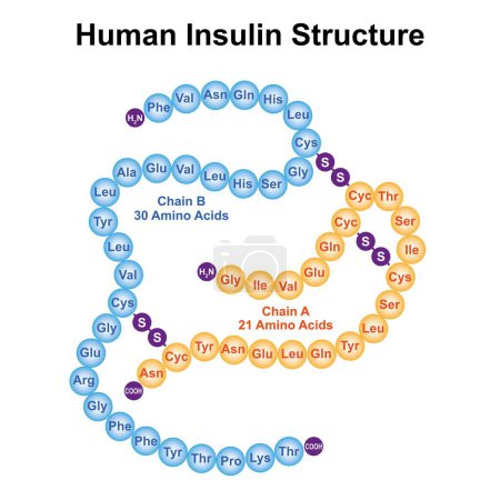 Human insulin structure, illustration.