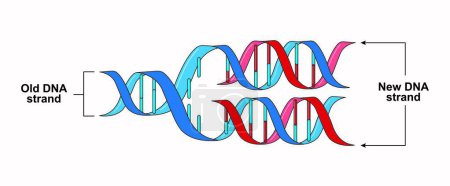 Scientific designing of Semiconservative replication of DNA, illustration.