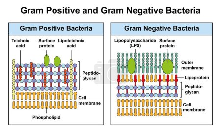 Conception scientifique de bactéries Gram positives et Gram négatives, illustration.
