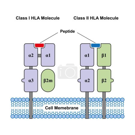Conception scientifique des molécules HLA de classe 1 et de classe 2, illustration.