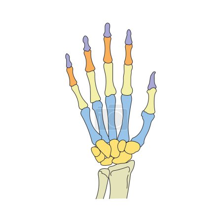 Foto de Scientific Designing of Hand Anatomy (en inglés). Huesos y articulaciones de la mano y la muñeca. Símbolos coloridos. Ilustración vectorial. - Imagen libre de derechos