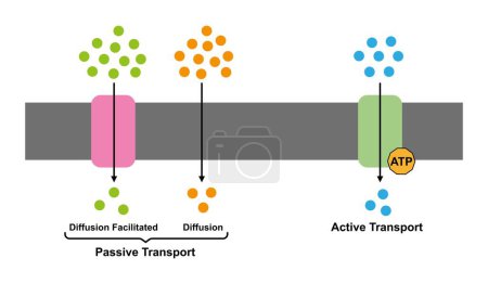 Cellular transport, colorful illustration.