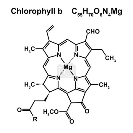 Chlorophyll b chemical structure, illustration.