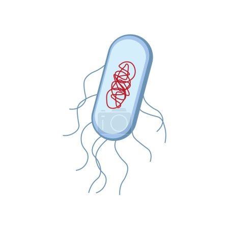 Structure de la bactérie Escherichia coli, illustration.