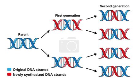 Conception scientifique de la reproduction dispersive de l'ADN, illustration..