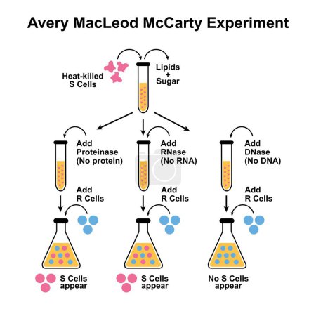Avery MacLeod McCarty Experiment illustration. Colorful Symbols.