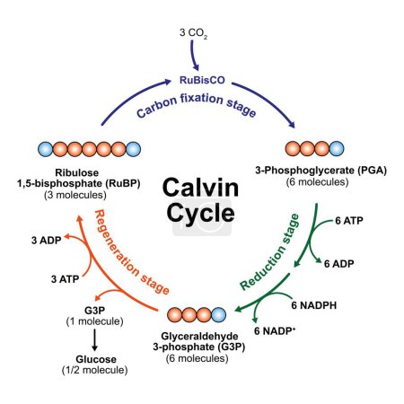 Diseño científico del ciclo de Calvin, ilustración.