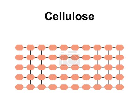Conception scientifique de la structure de la cellulose, illustration.