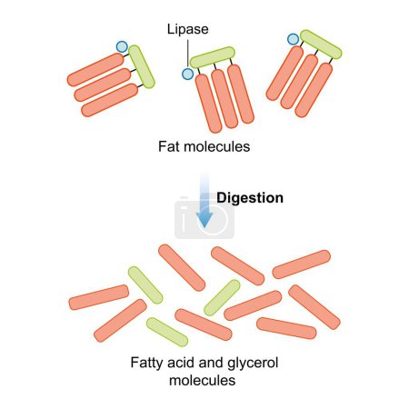 Scientific Designing of Fat Molecules Digestion. Lipasa Enzyme Effect on Fat Molecules. Formación de ácidos grasos y glicerol. Símbolos coloridos, ilustración.