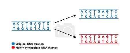 Wissenschaftlicher Entwurf der konservativen DNA-Replikation, Illustration.