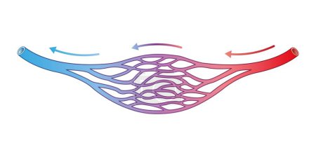 Diseño científico de la estructura de vasos sanguíneos, ilustración .