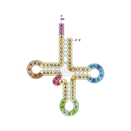 Transfer RNA, colorful illustration.