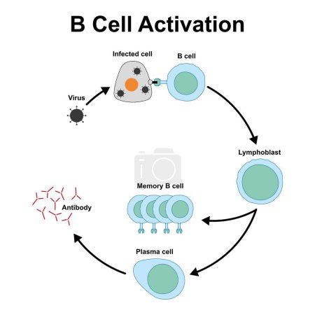 Activación de células B, ilustración colorida.