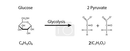 Scientific designing of Glycolysis, illustration.
