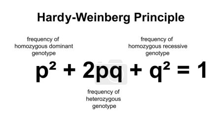 Principio de Hardy-Weinberg, ilustración.