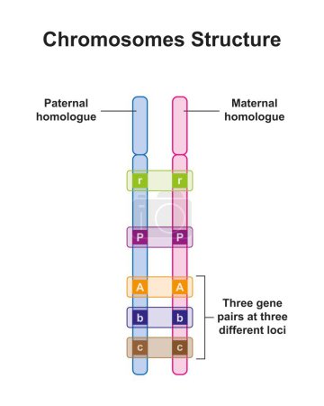 cromosomica