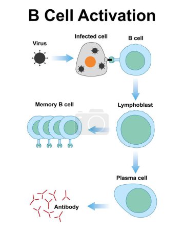 Diseño científico de la activación de células B, ilustración.