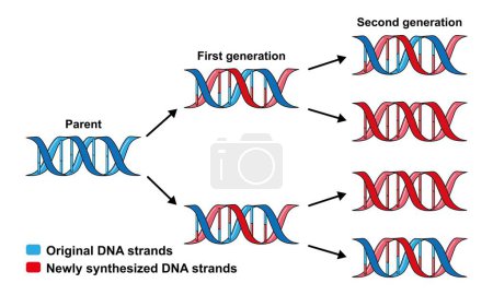 Photo for Scientific designing of Semiconservative replication of DNA, illustration. - Royalty Free Image