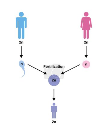 Conception colorée du processus de reproduction humaine, illustration.