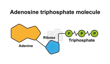 Diseño científico de la molécula ATP, ilustración.