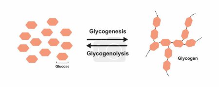 Diseño científico de la glicogénesis y la glucogenólisis, ilustración.