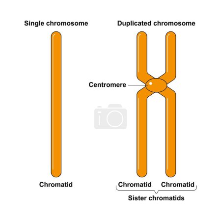 Diseño científico del cromosoma único y duplicado, ilustración.