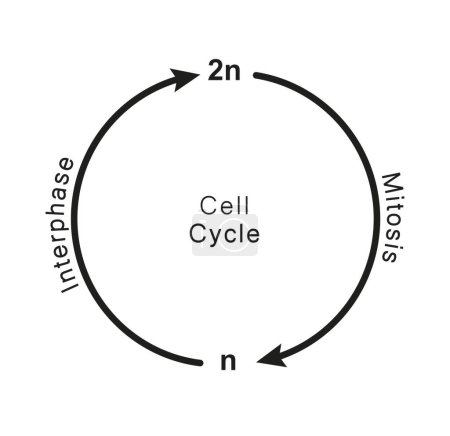 Diseño científico del ciclo celular, ilustración.