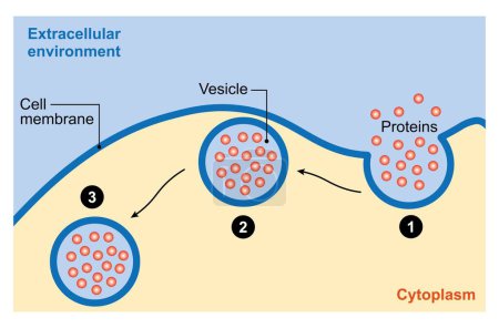Endocytosis, colorful 3d illustration.