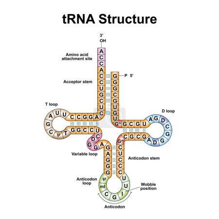 Transfer-RNA auf weißem Hintergrund, Abbildung.