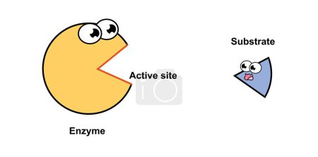 Scientific designing of Enzyme activity mechanism, illustration.