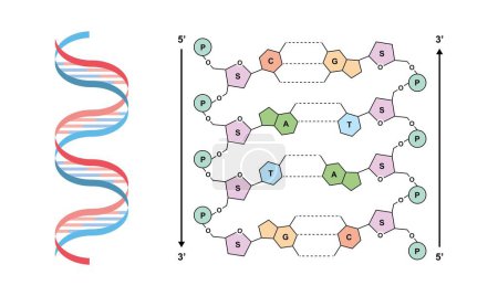 Foto de Diseño científico de la molécula de ADN, ilustración. - Imagen libre de derechos
