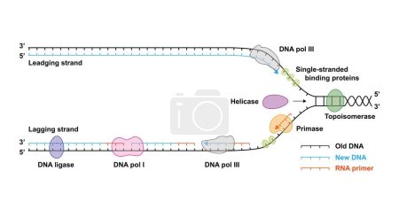 Téléchargez les photos : Conception scientifique de la réplication de l'ADN, illustration. - en image libre de droit